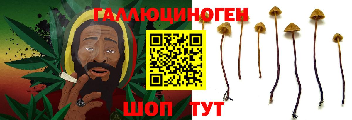 Галлюциногенные грибы Psilocybe Кулебаки